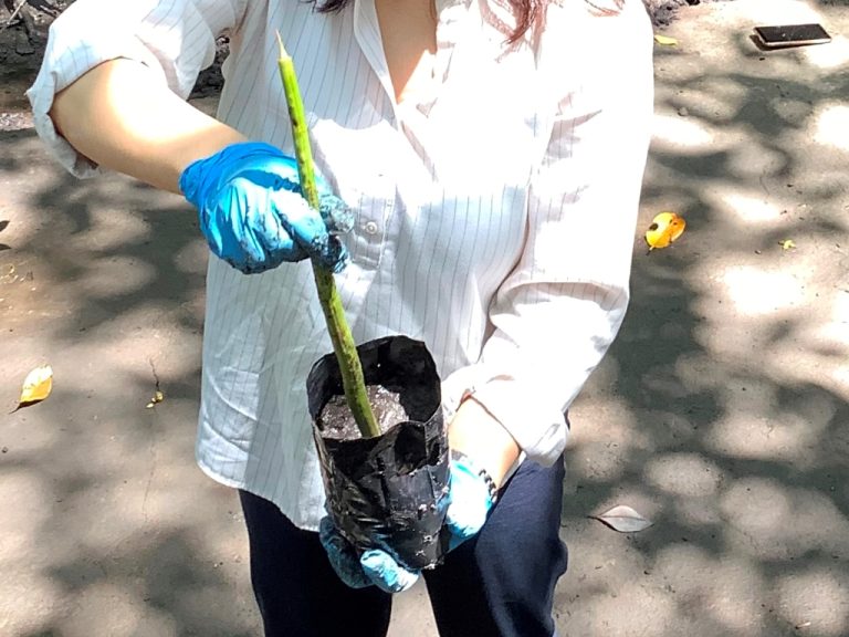 【観光ｘ環境】旅行者・学生・市民と共にマングローブ再生活動に取り組むランカウイ島